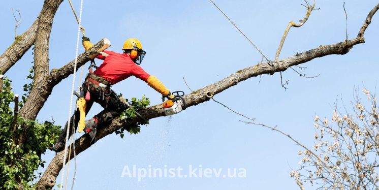 Спил деревьев недорого