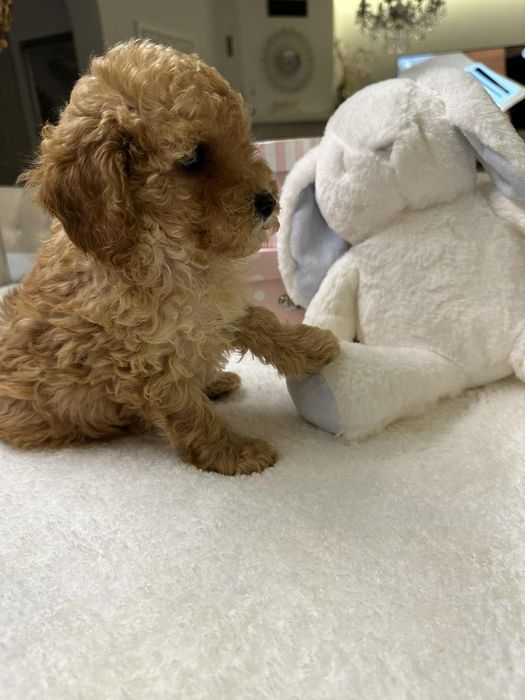 Przesliczny chlopiec Pudel miniatura płowy