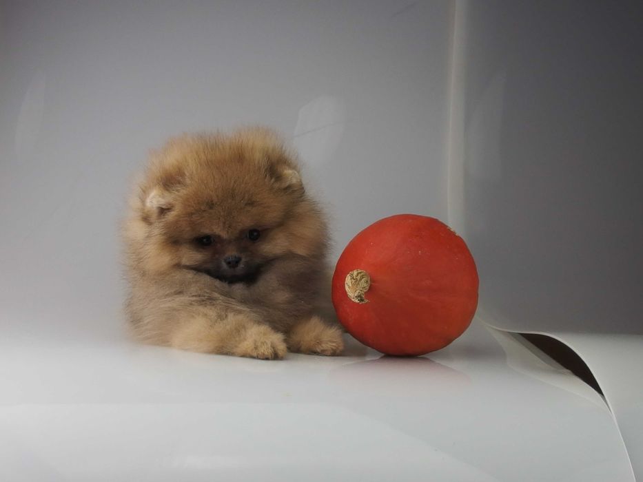 POMERANIAN Szpic miniaturowy FCI