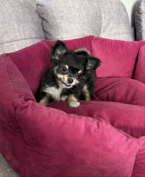 Chihuahua mini sunia długowłosa tricolor