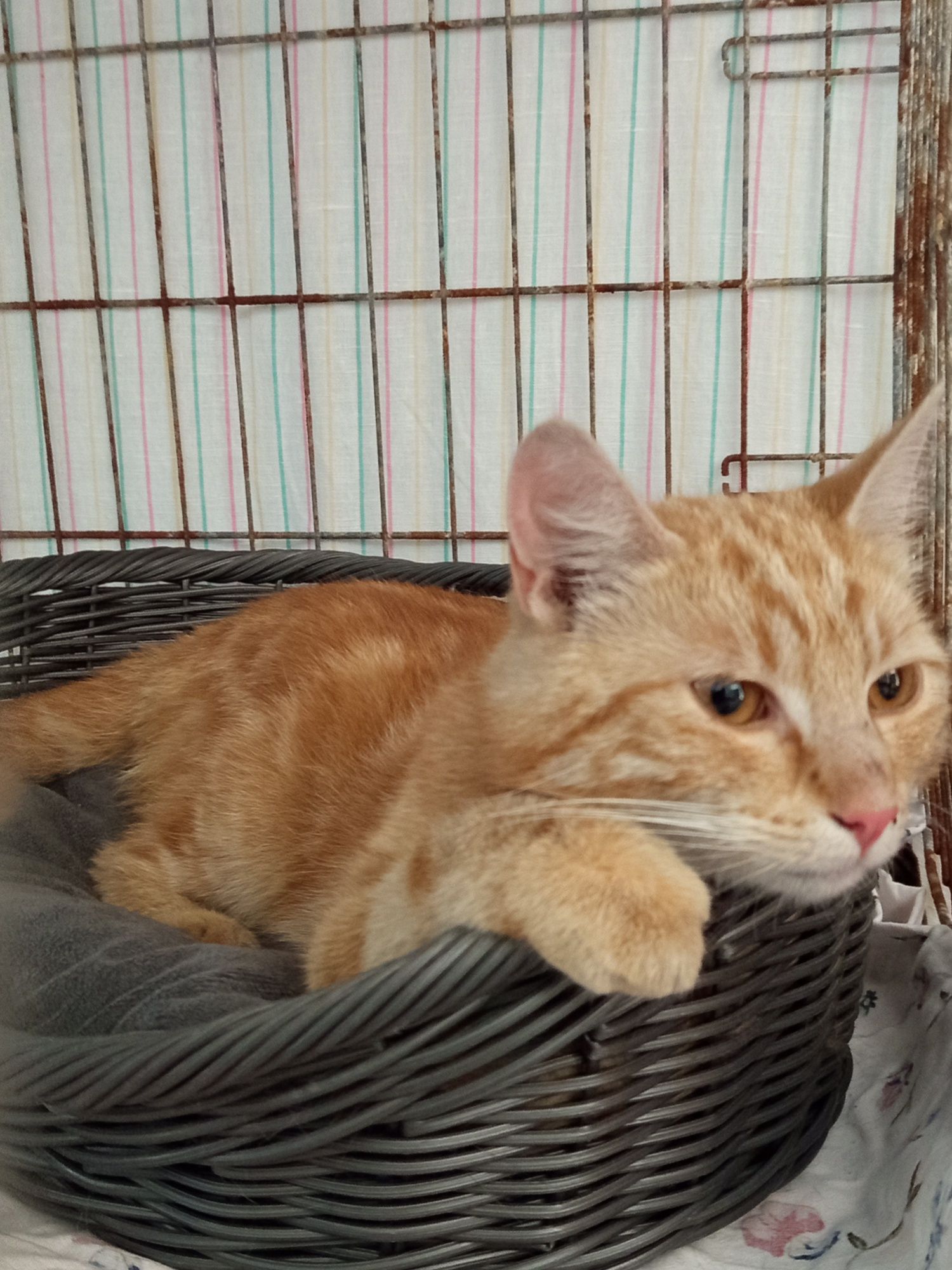 Rudzielec Summer poleca się do adopcji