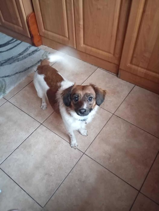 Piękna suczka szuka kochającego domu - ma ok. 1 roku