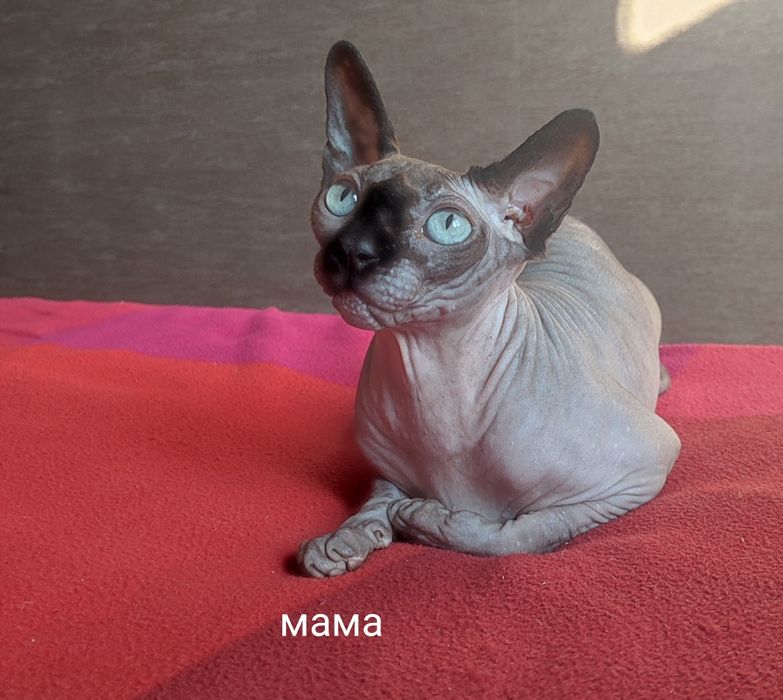 Котенок сфинкс мальчик