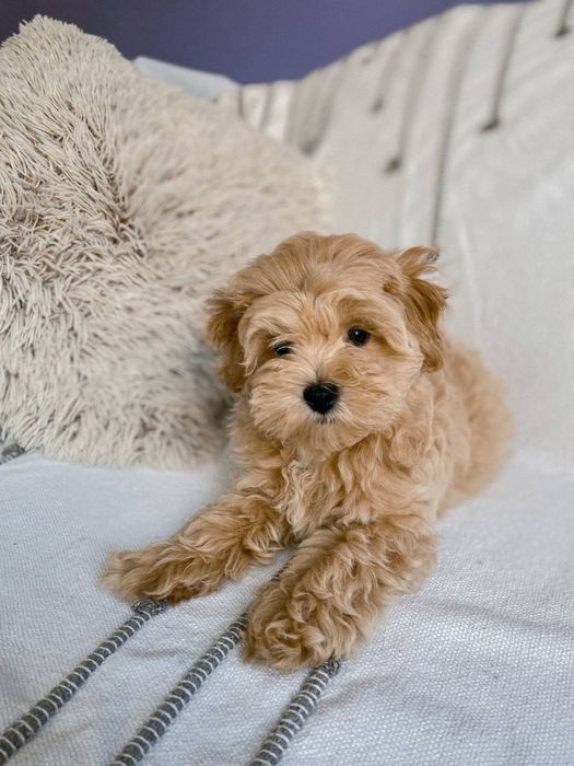 Мальтіпу міні, мікро, стандарт. Хлопчик, дівчинка. Ф1, f1. Малитипу