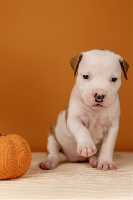 Високопородна, красива і дуже ласкава дівчинка