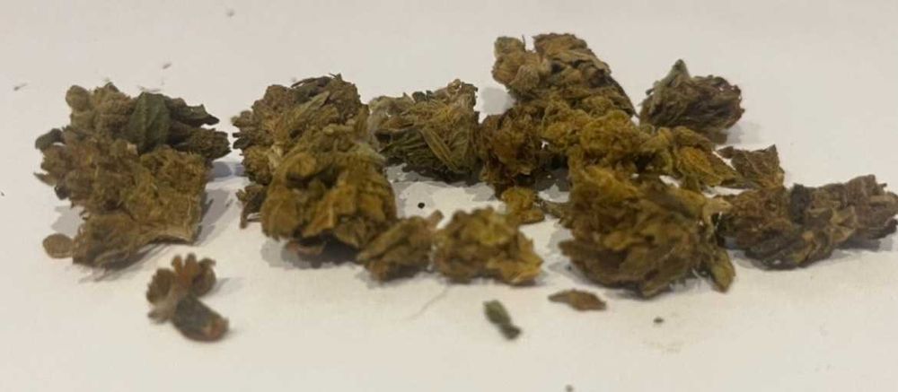 Susz CBD 20g CHOCOLATE GORILLA COOKIES Certyfikat legalności