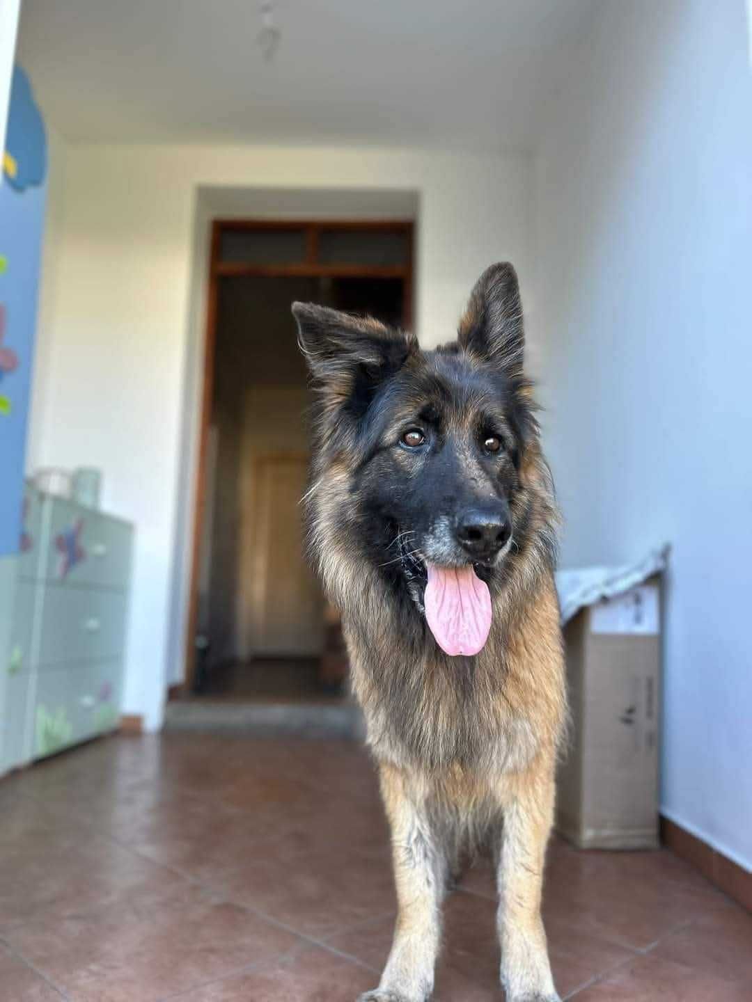 Sunia do adopcji