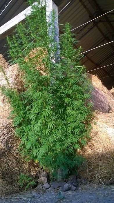 Liście konopi włóknistych bez kwiatostanów