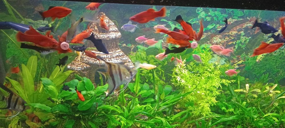 Zamienię na mieczyki