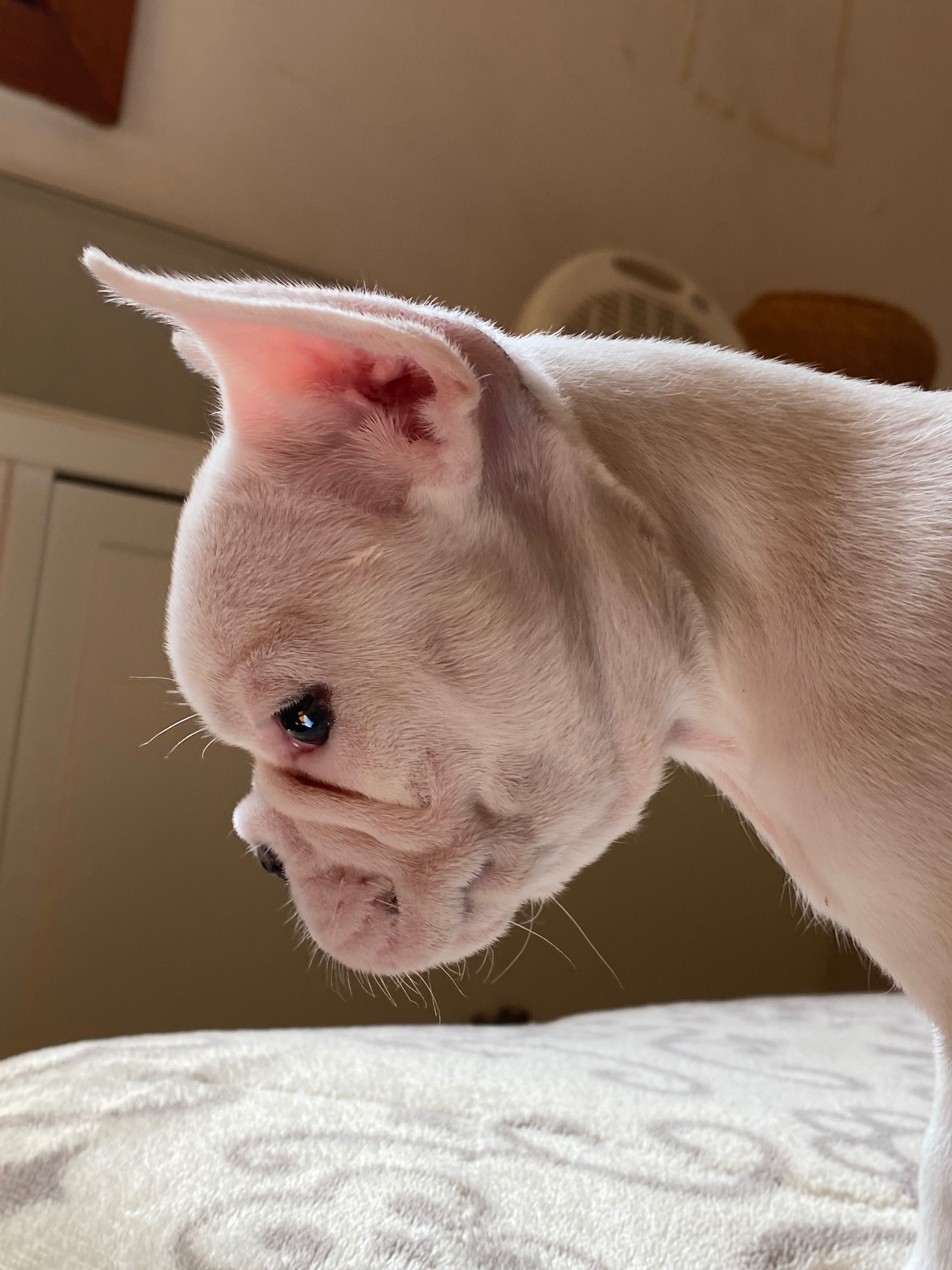Bulldog francês fêmea