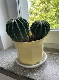 Kaktus roslina doniczkowa 30zl