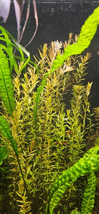 Продам набор аквариумных растений