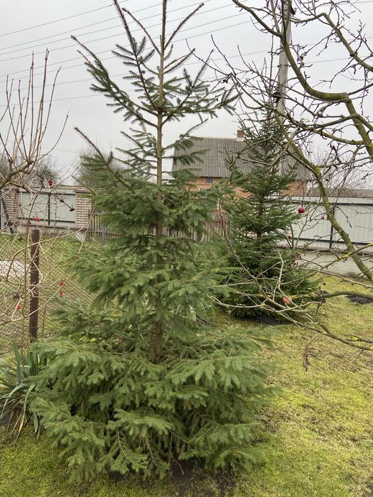 Продам ялинки ціна договірна