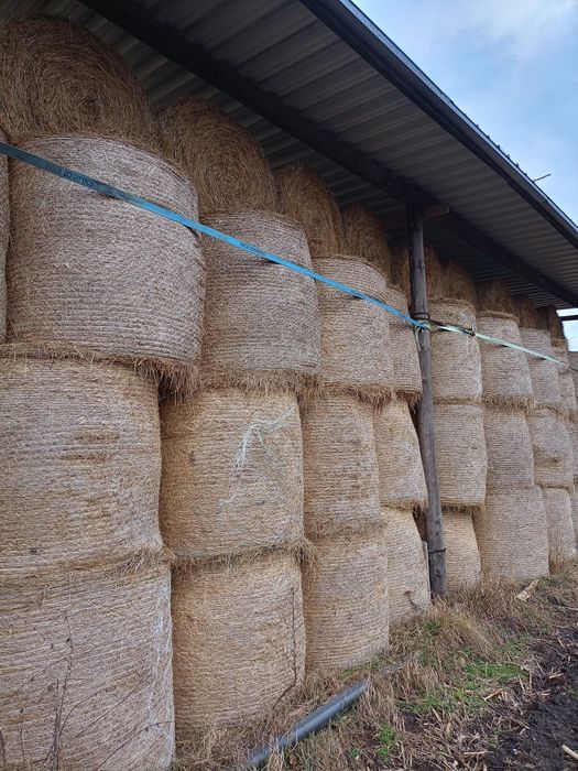 Siano z łąk dosiewanych transort