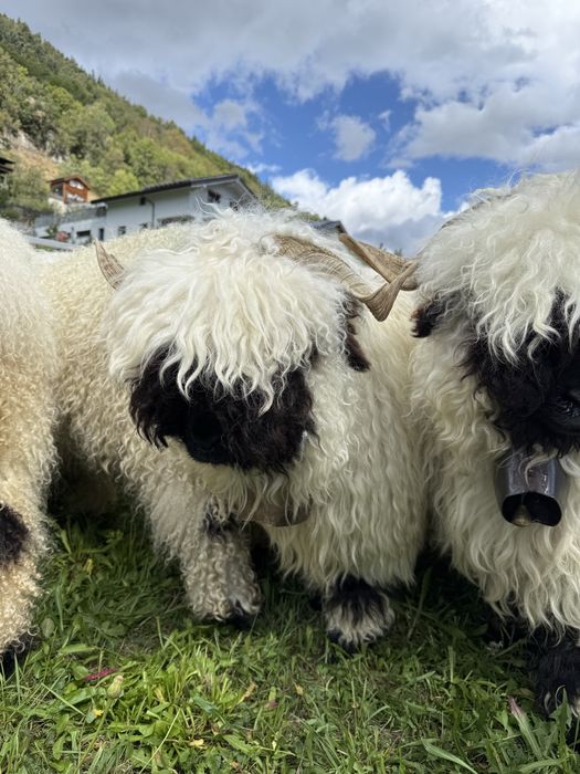 RODOWÓD Owca Walizerska Czarnonosa Walliserska