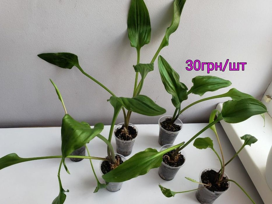 Дріміопсис (ледібурія)