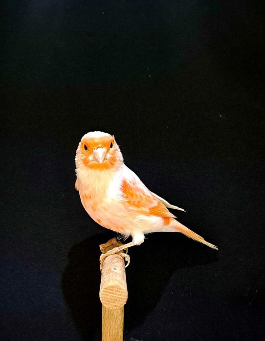 kanarki mozaika czerwona samce,samice