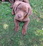 Labrador Retriever
