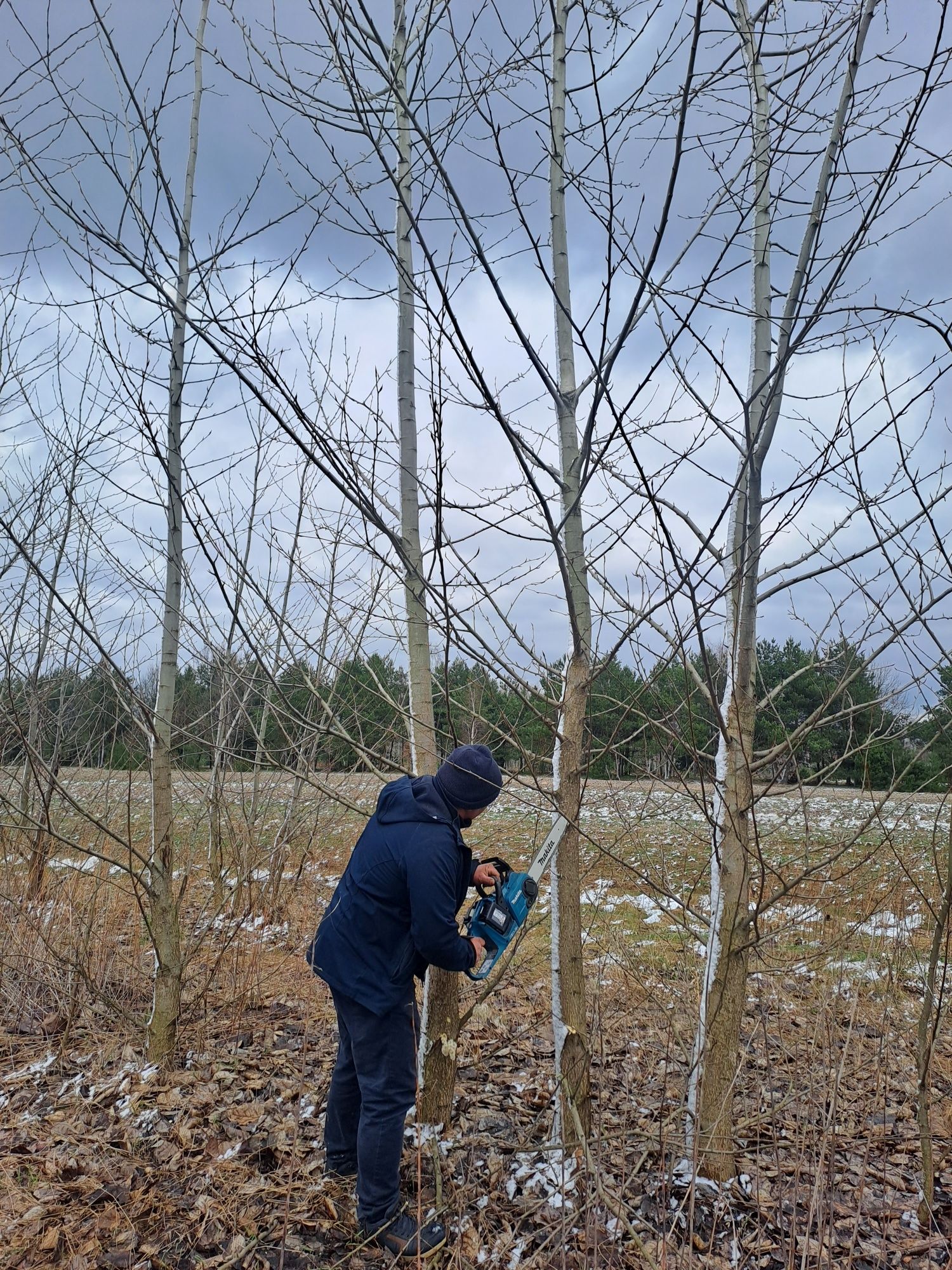 Sadzonki topoli szybko rosnącej 0.4m-0.5m - 80 gr/szt. hybryda 275