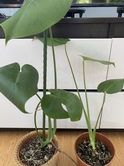 Монстера деликатесная домашня рослина