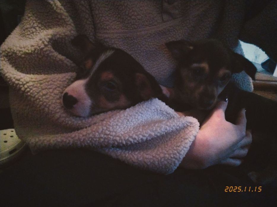 Два коротколапі хлопчики метиси