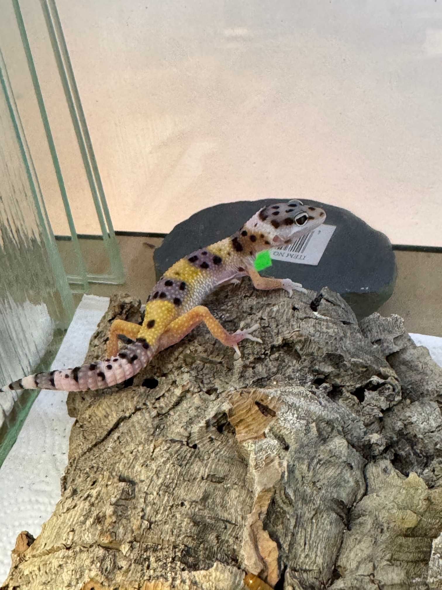 gekon lamparci sklep zoologiczny GRUBY KOCUR rzeszów