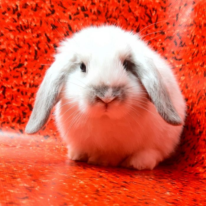 Карликовые миниатюрные декорат.торчеухие и вислоухие кролики и клетки