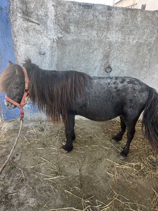 Ponei montado mansinho