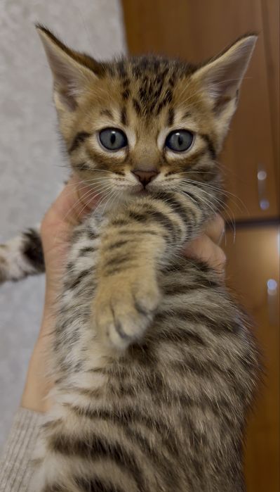 Шотландский плюшевый котёнок