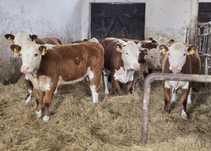 Jałówki 100% hereford