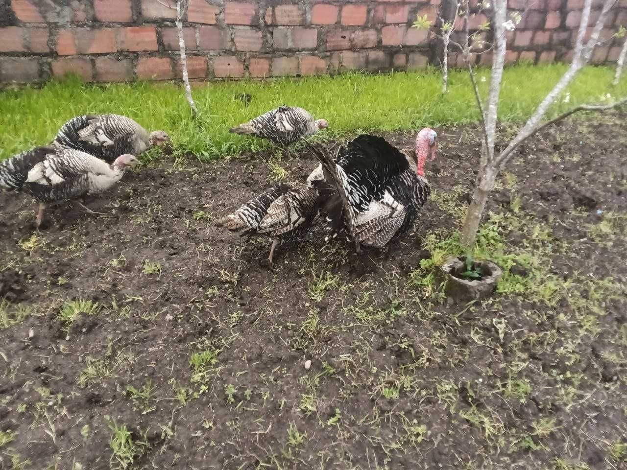 Vendo Ovos de Perúa