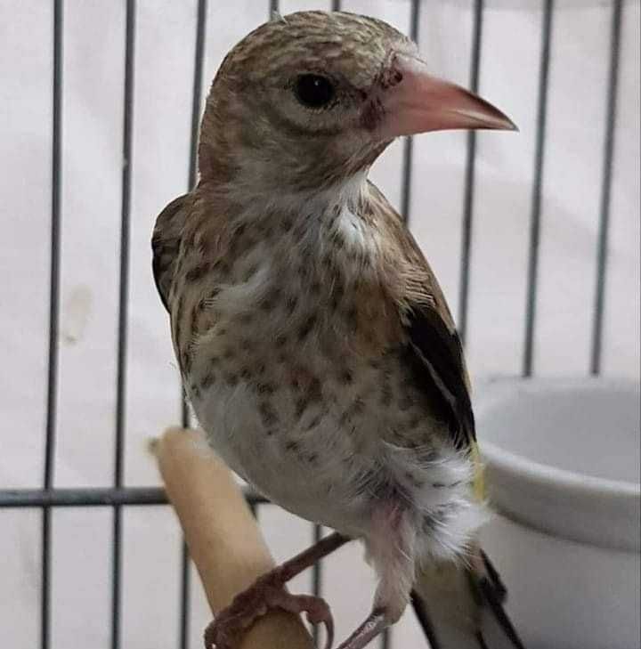 Aves anilhadas 2024/2025 (outras aves)