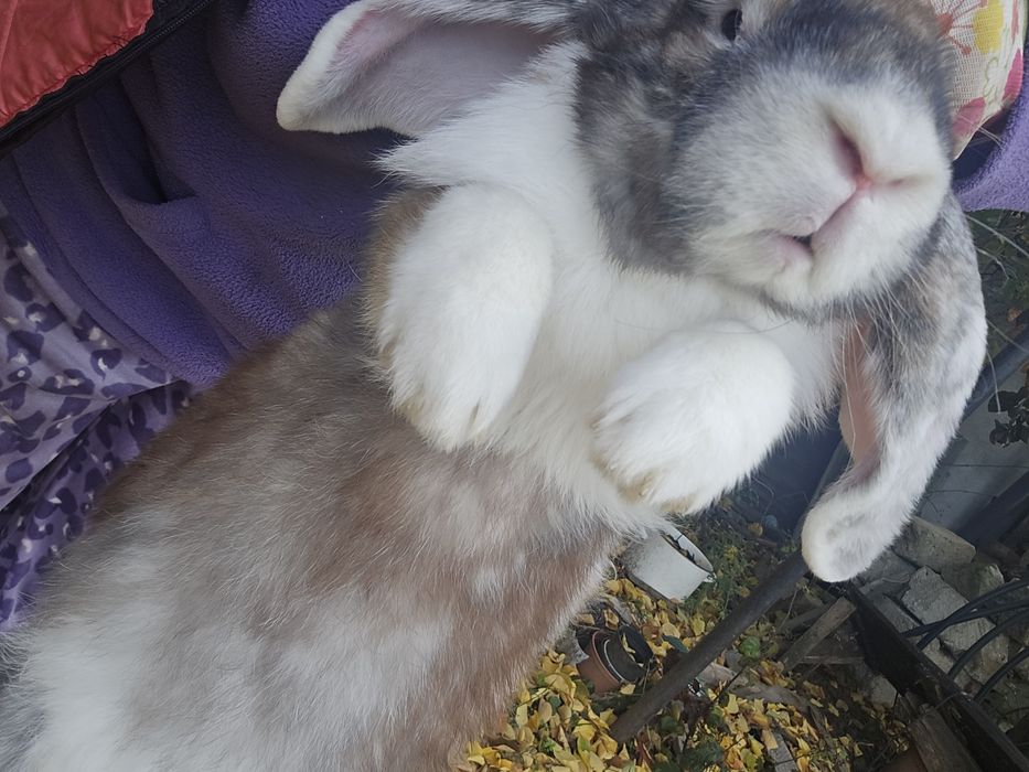 Кроличка висловуха,баранчик,на розвод