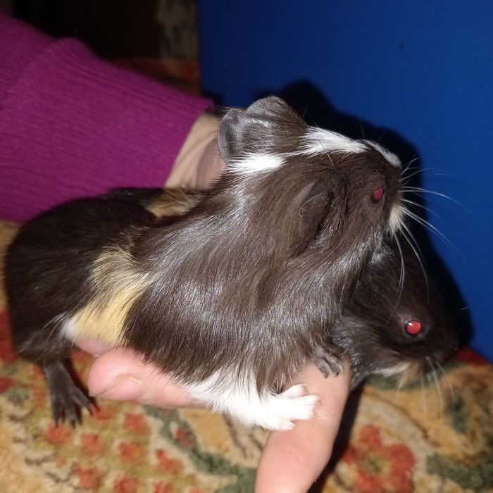 Морські свинки найкращі  домашні пухнастики,морские свинки