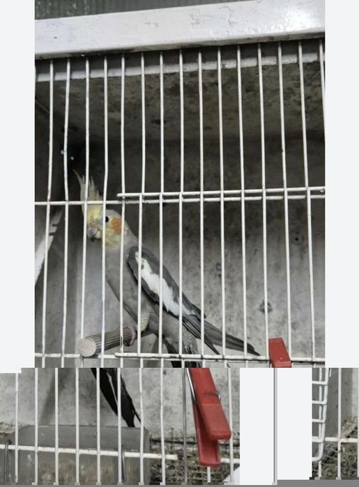 Caturras 2025 não sexadas