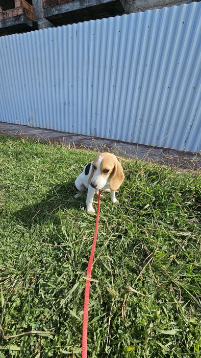 Beagle tricolo macho