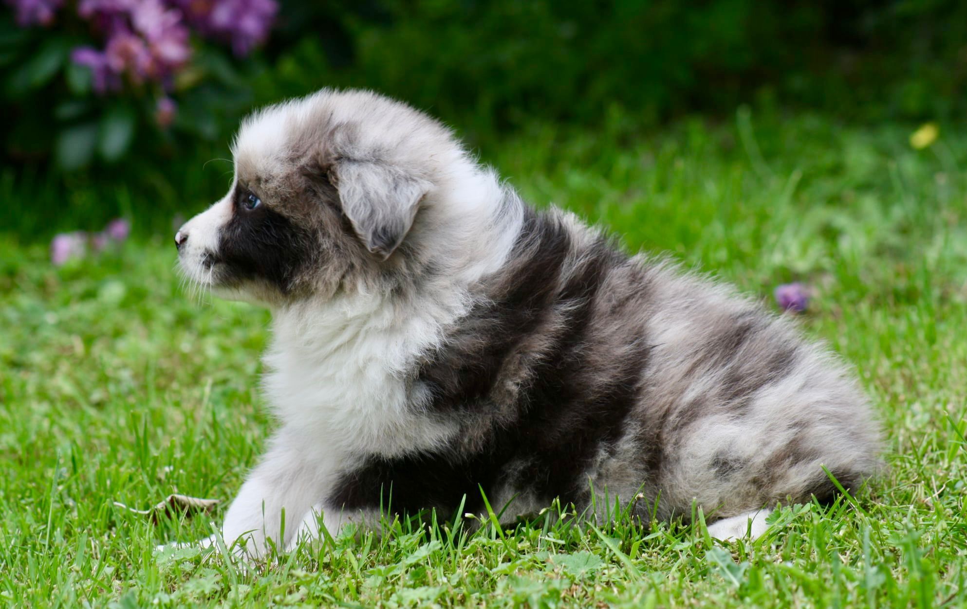 Border collie ZKWP FCI piesek seal merle