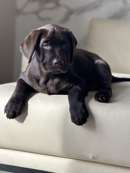 Лабрадори цуценята від чистокровних батьків