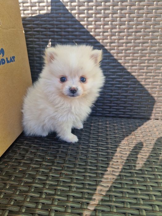 Pomeranian boo aktualne
