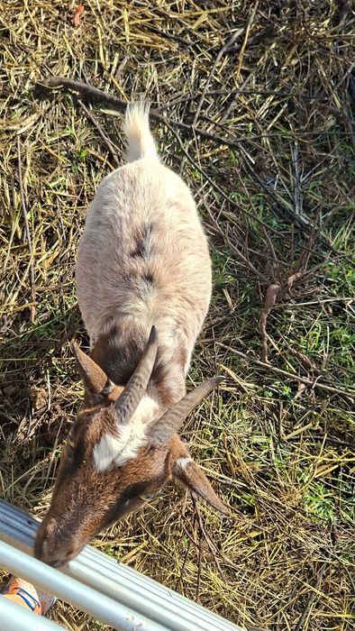 Cabritas ana e microana