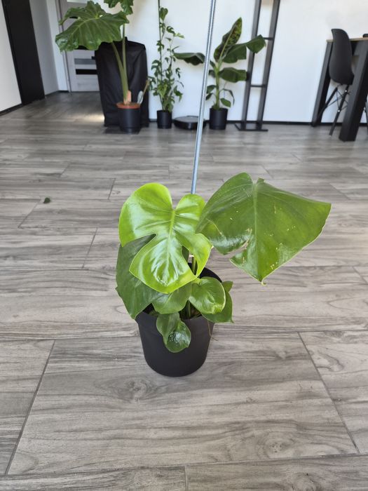 Monstera deliciosa roślina doniczkowa