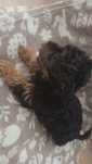 Yorkshire terrier szuka nowego domu
