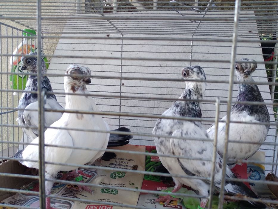 Młode szeki sprzedam