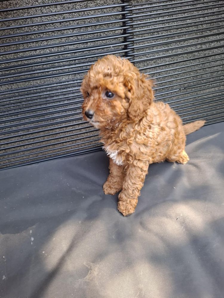 Sprzedam szczeniaka rasy Maltipoo z rodowodem