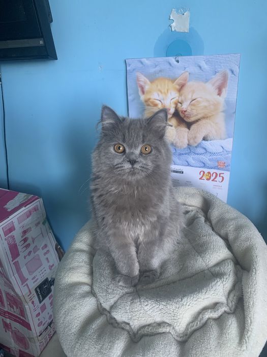 Kocurek brytyjski długowłosy rodowód  fpl gotowy do odbioru