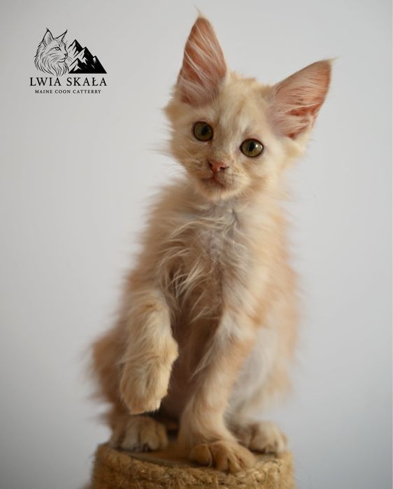 Maine Coon kotka ruda dymna FPL