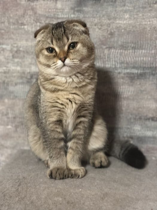 Висловухий 5 місячний дуже милий котик