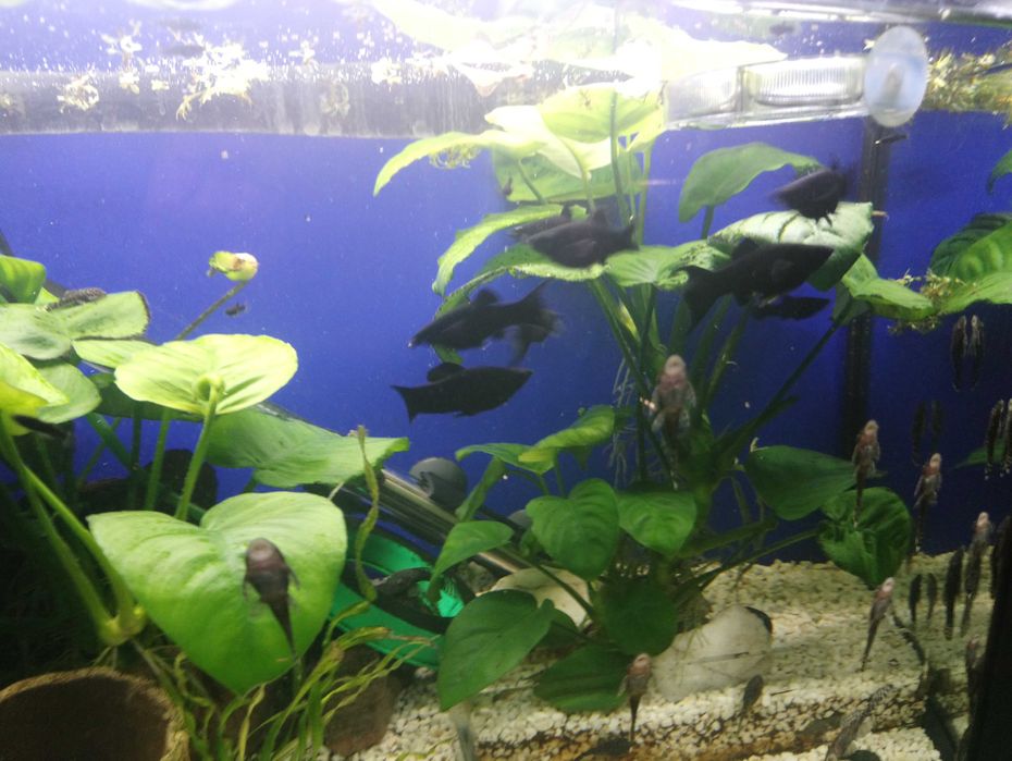 Molinezje rybki młode