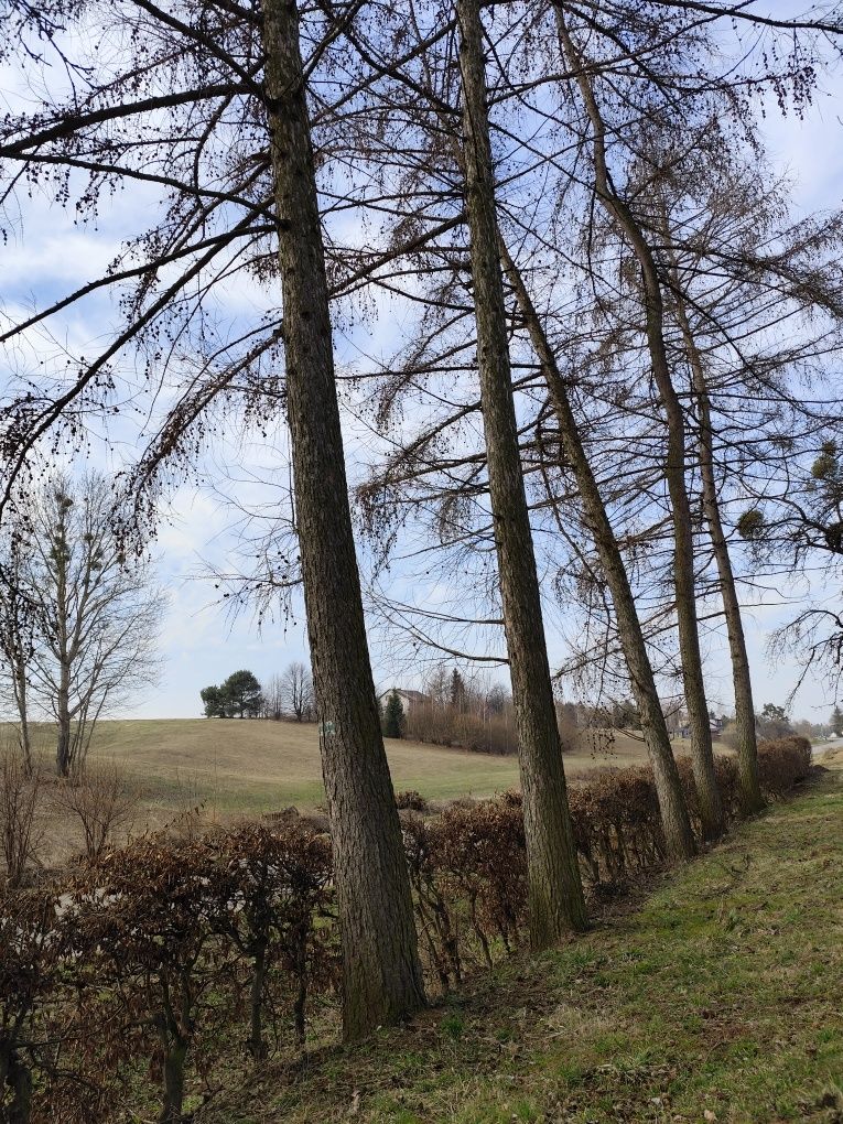 Sprzedam kłodę świerka,modrzew