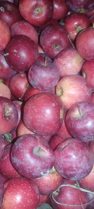 Idared jonagold ekologiczne